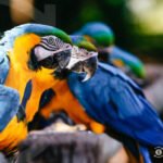 Fatos surpreendentes sobre animais que desafiam a lógica humana